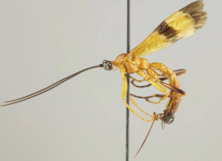 The yellow-coloured parasitoid wasp against a white background.
