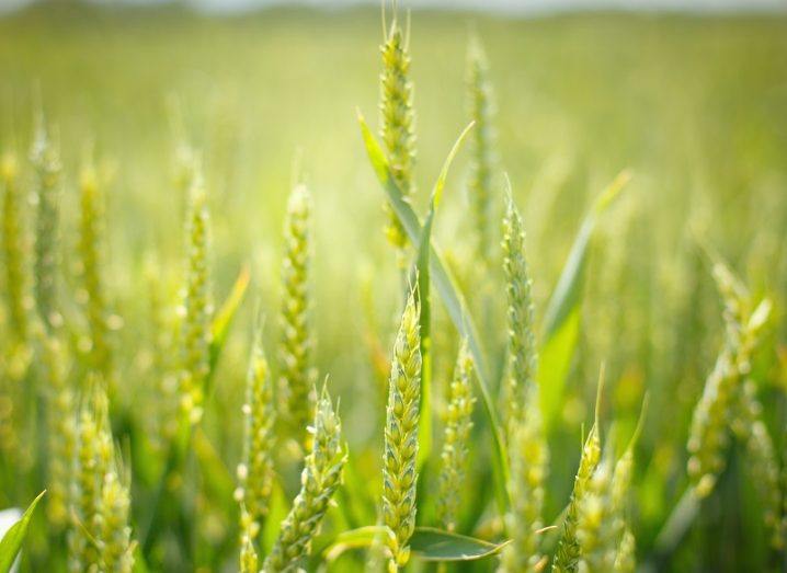 Close-up of a wheat field.