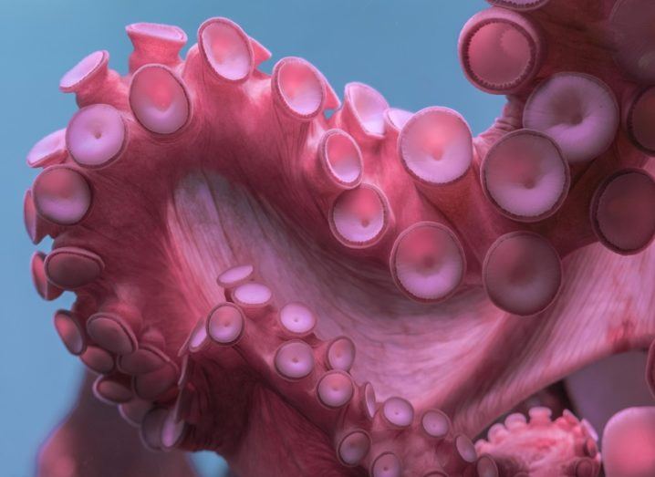 Close-up of a squid's suckers on a tentacle coloured pink.