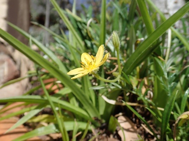 Close-up of a yellow flower in green grass. 