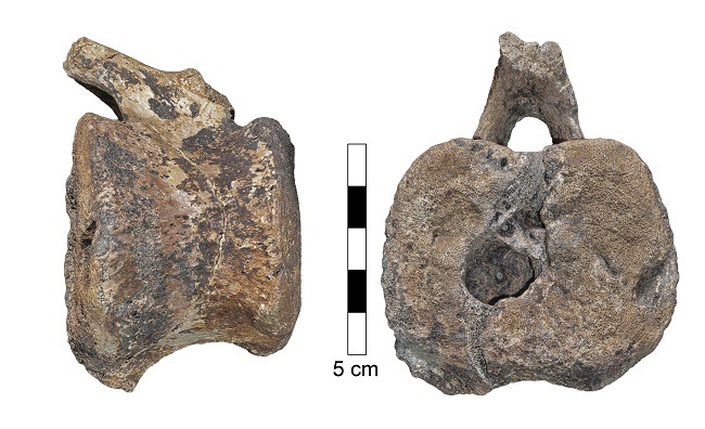 Two vertebrae found in a dinosaur tail showing the loction of the tumour. 