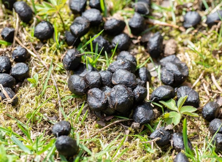Close-up of sheep poo on grass.
