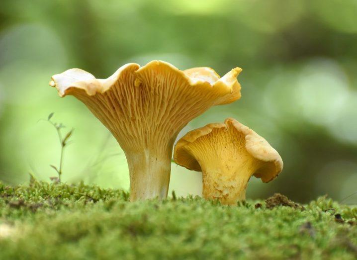 Close-up of chanterelle mushroom on a mossy surface against a blurred forest background.