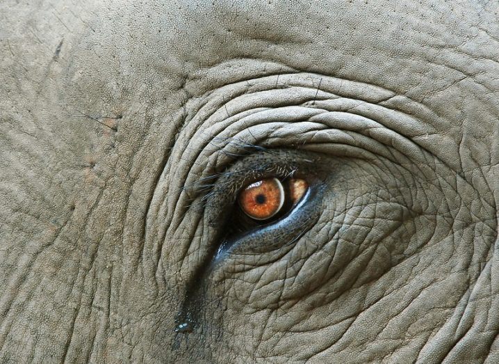 Close-up of an elephant with a tear in its eye.