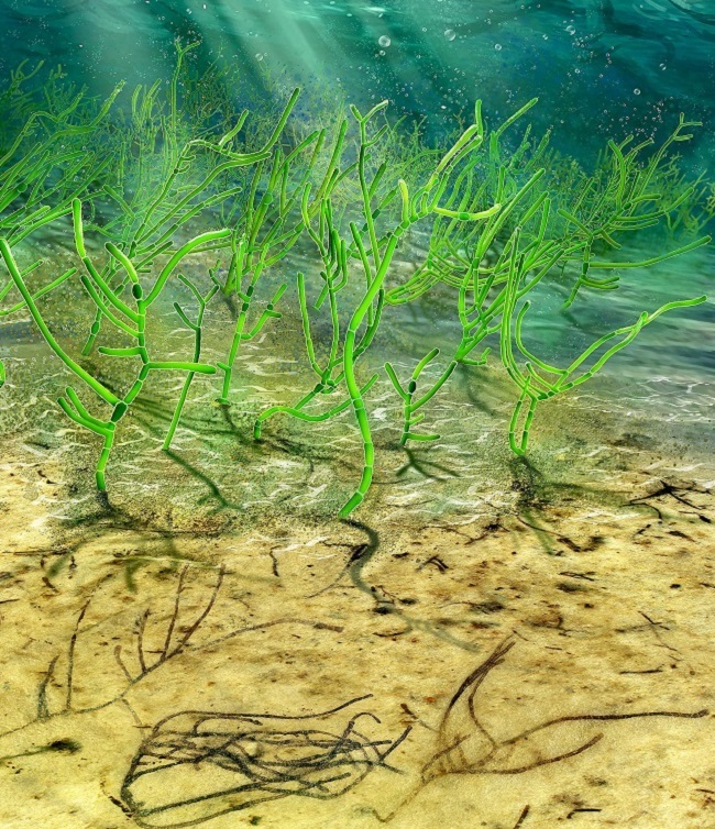 Illustration of what the green seaweed would have looked like with its fossilised remains in the foreground.