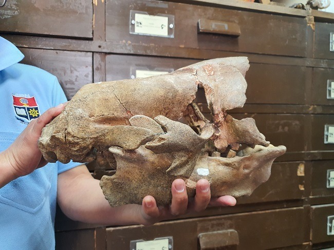 Skull of the giant sloth held in one hand. 