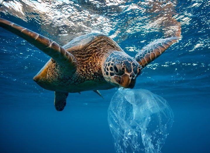 Turtle with a plastic bag in its mouth in the ocean.