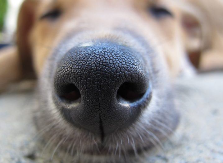 A close-up of a sleeping dog's nose.