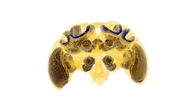 Scan of a bumblebee brain coloured yellow and black.