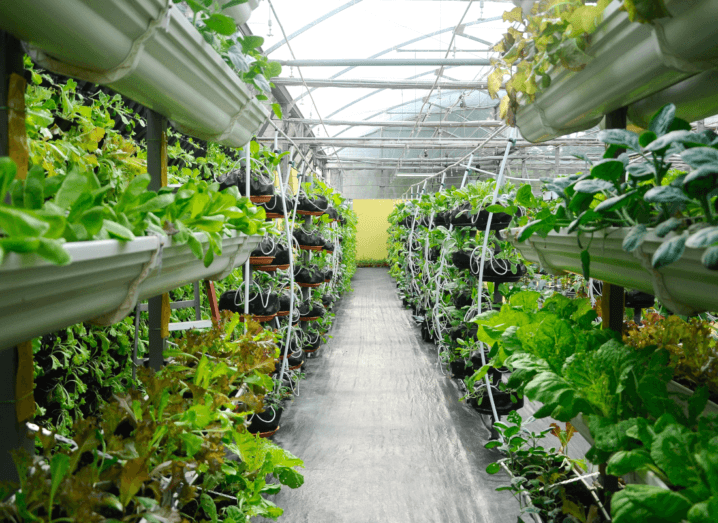 An indoor agriculture facility which shows rows of plants growing on vertical racks under a plastic roof.