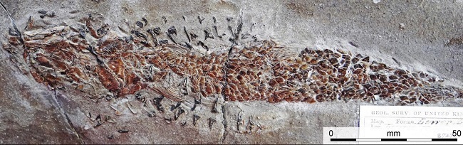 Fossil of the squid with the fish in its jaws.