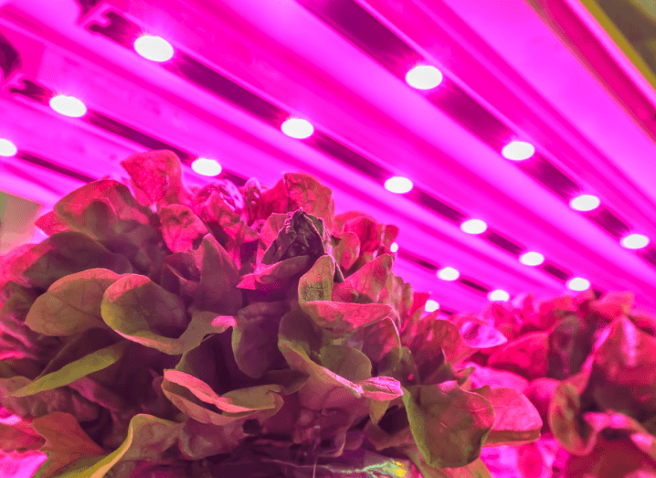 A lettuce plant growing under a pink light.