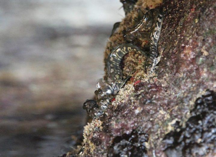 A group of Pacific leaping blennies out of the water on an orange and grey rock.