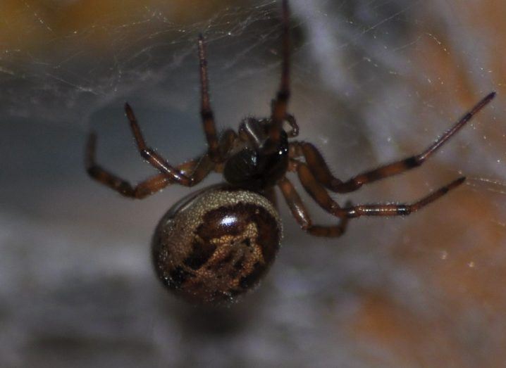Close-up of a noble false widow spider on a rock.