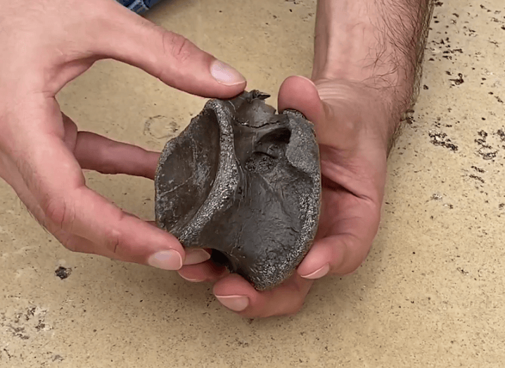 Hands of one of the researchers holding one of the dinosaur bones.