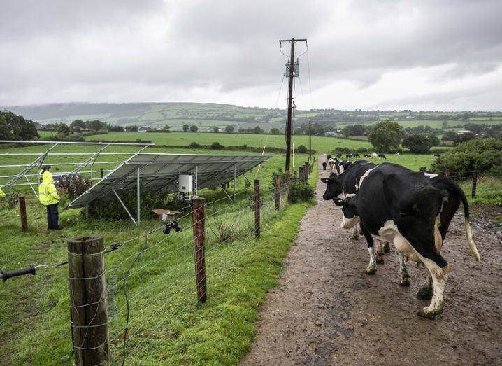 Workers assembling bifacial panels while cows walk past against a cloudy sky.