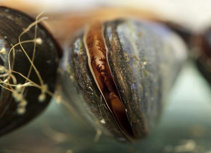 Close-up of mussels lined up in a row.