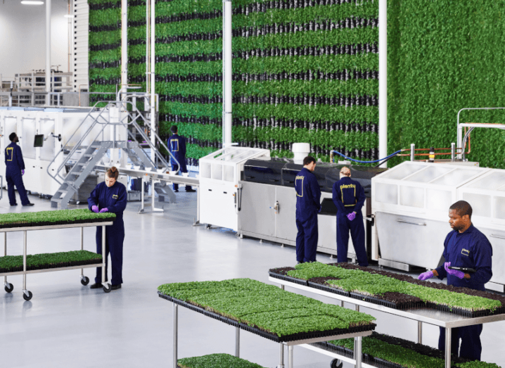 Workers at a Plenty farm standing beside a wall of vegetables.