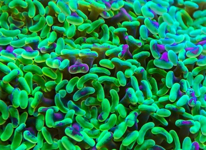 3D render of green and purple bacteria in a microbiome.