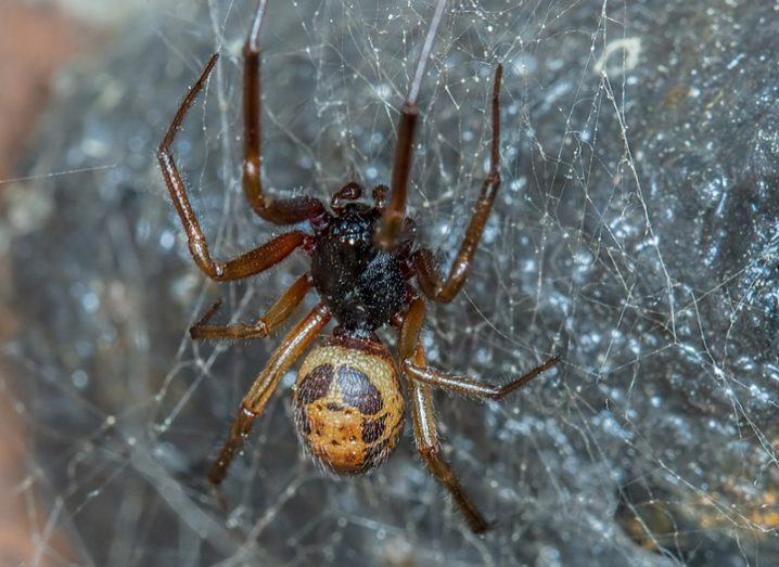 Close-up of a noble false widow spider on a web.