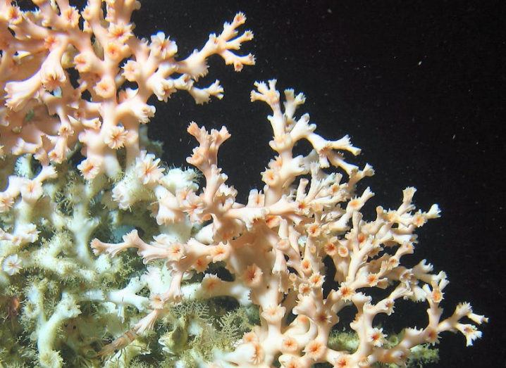 Underwater image of a cold-water coral mound with many protrusions ranging in colour from white to a soft pink.