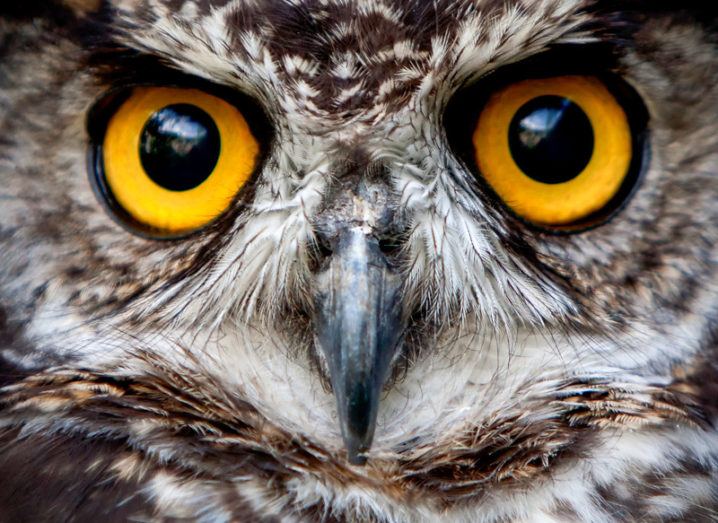 Close-up of an owl’s bright yellow eyes.