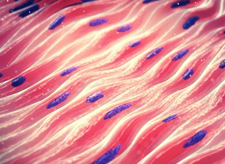An artistic rendering of myocytes, a type of cell found in muscle tissue, symbolising muscle regeneration.
