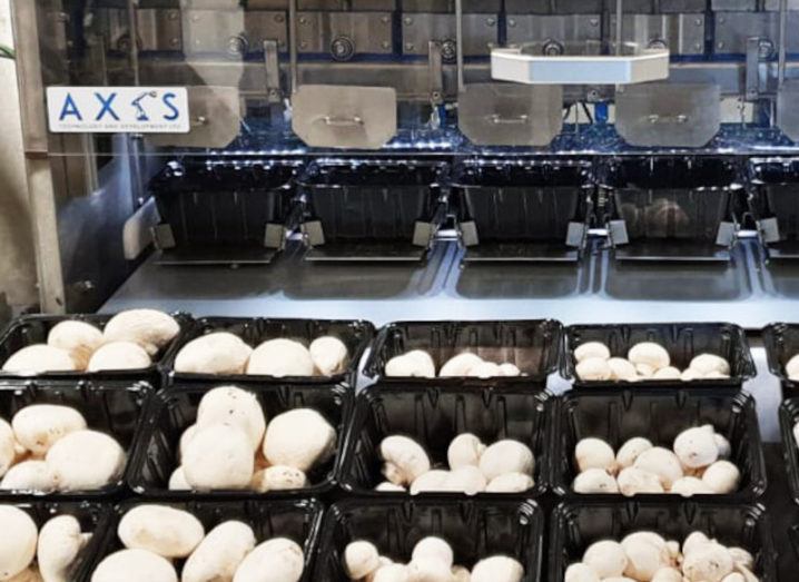 Photo of mushrooms being packaged using the system developed by Axis Technology.