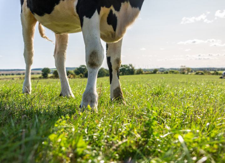 The legs of a dairy cow standing in a green grassy field.