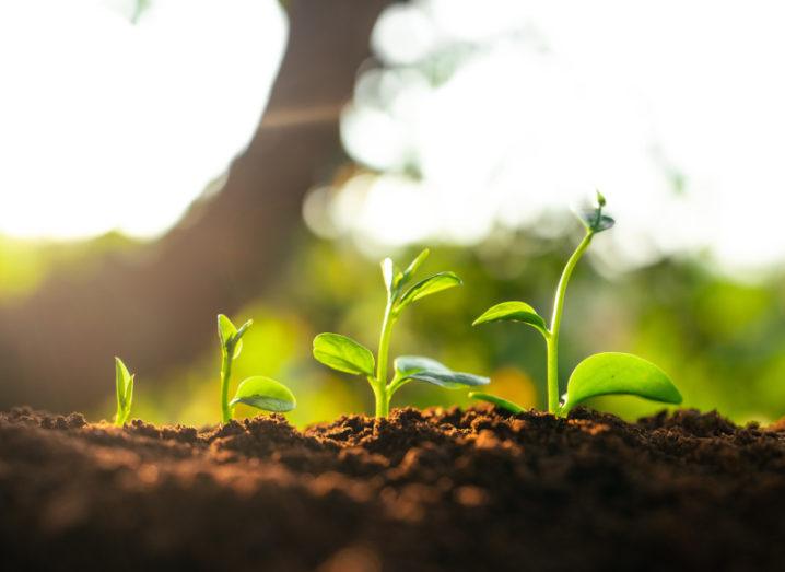 Four saplings are growing in soil.