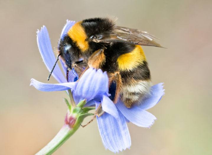 A close-up of a fuzzy bee sitting on a purple flower against a blurred background.