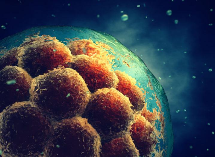 Close-up of an early-stage embryo, symbolising stem cell research.