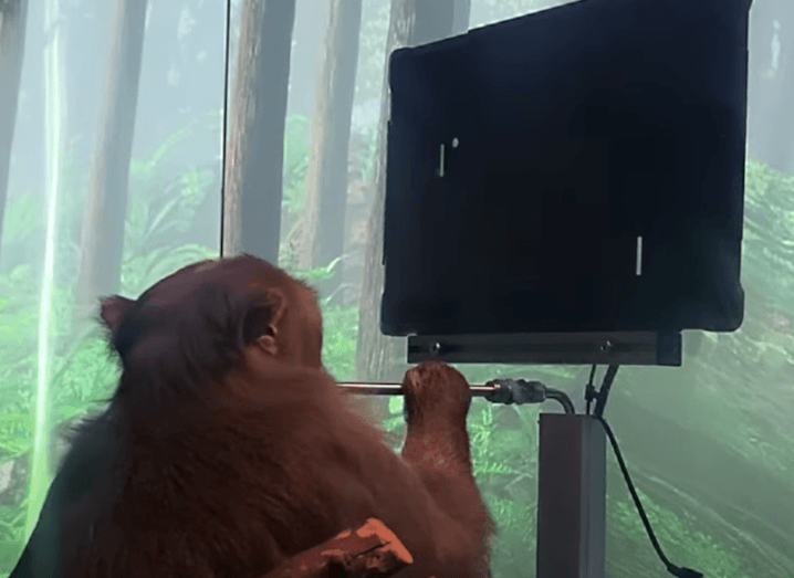 Photo of Neuralink monkey Pager sitting in front of a screen where he is moving a gaming cursor without using a joystick.