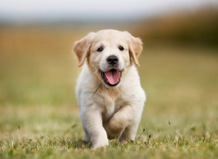 A small golden retriever puppy runs across a green patch of grass.