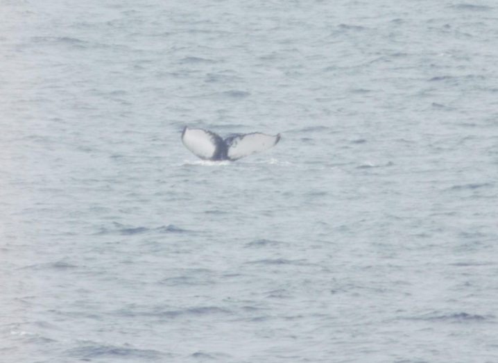 Tail belonging to a humpback whale named Orion spotted off the coast of Donegal pictured as the whale dives beneath the ocean's surface.