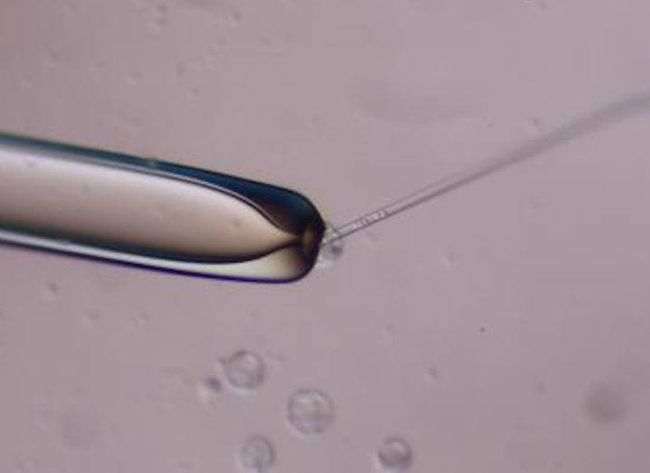 A research procedure is being shown through a microscope. Human stem cells in a glass needle are being injected into a mouse embryo held in place by a pipette. The pipette is made from glass and small cells can be seen around the tip.