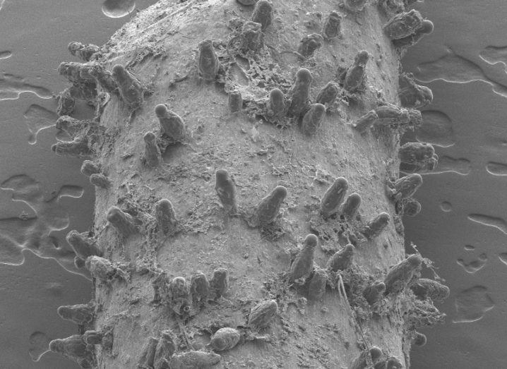 The stem of the Triantha plant as seen through a scanning electron microscope. The central trunk of the stem is a light grey colour and there are small projections coming out of the surface of the plant’s stem. These are long and cylindrical and are part of the carnivorous plant’s mechanism for capturing prey.