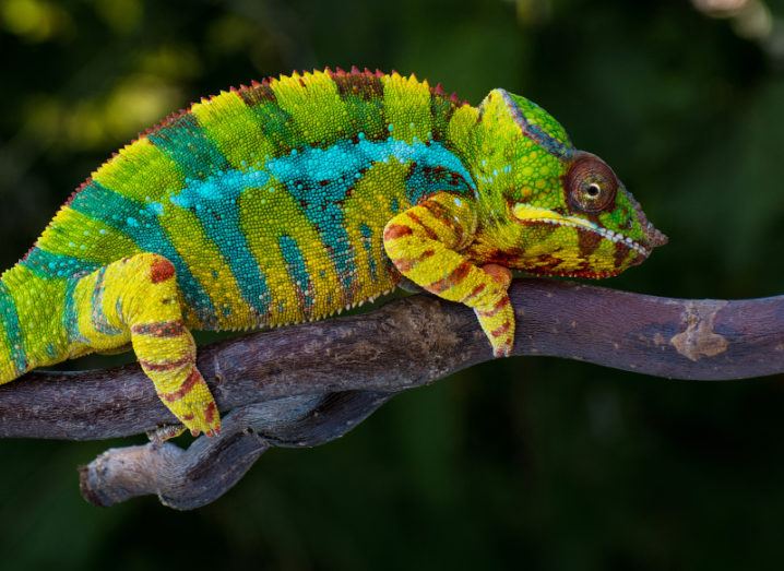 A panther chameleon is shown sitting on a branch. He is not currently attempting to camouflage as his colours stand out distinctly from the background. He is primarily green with bits of blue and red.