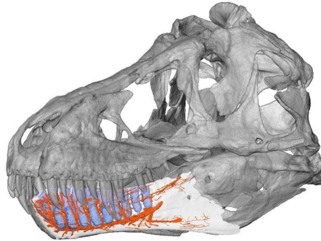 A black and white depiction of a T. rex skull is shown. The area where the nerves likely were is highlighted in red.