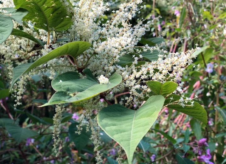 Japanese knotweed is pictured growing among many plants. There is a large leaf and small, white flowers with more foliage visible in the background.