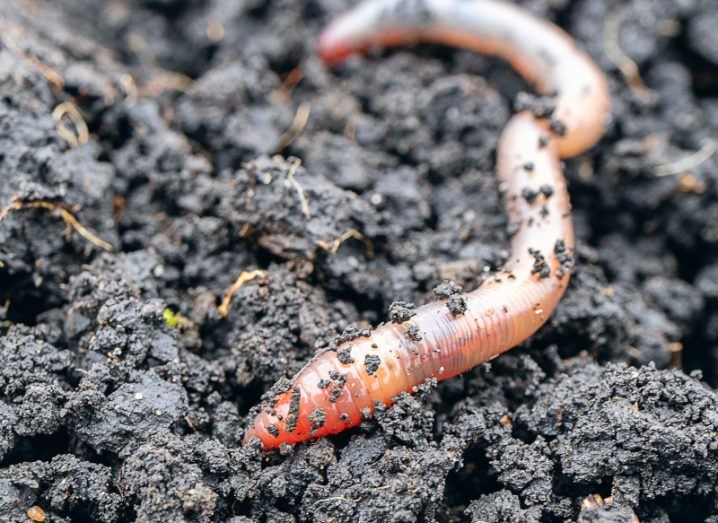 An earthworm is wriggling towards the camera. It is a pink colour and has specks of brown soil along its body.