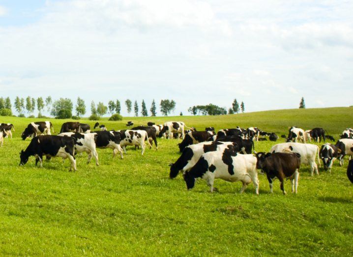 Dairy cows grazing in a lush green field on a sunny day.