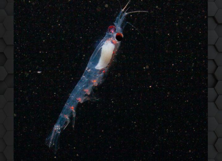 An Arctic krill swimming in the darkened Arctic Circle.