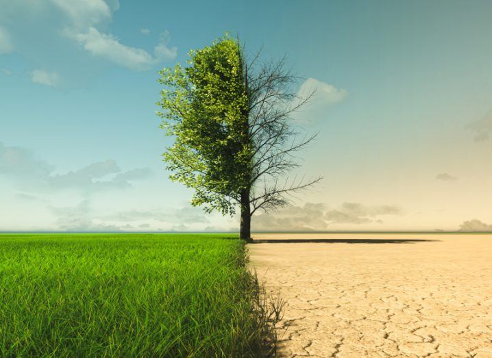 Image showing green leaves on a tree above green grass on one side, with the other side of the tree on land that looks barren and drought-stricken.