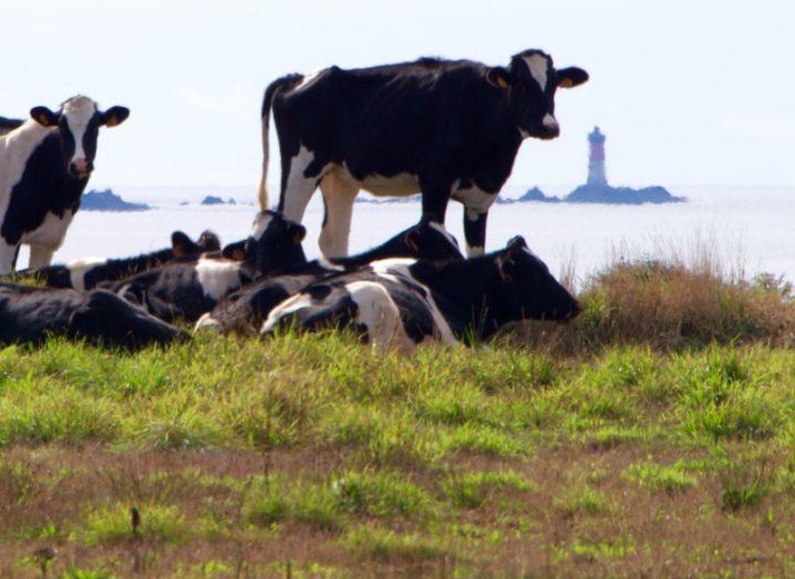 Shot of cows by the sea featuring a lighthouse in the distance.