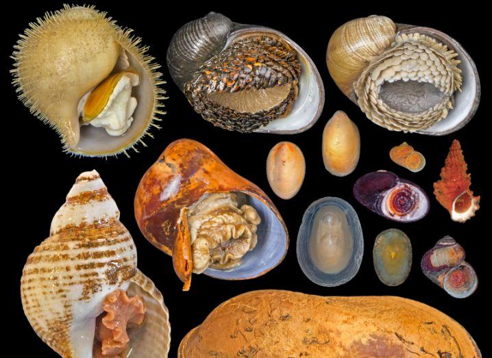 Various mollusc species in a black background.