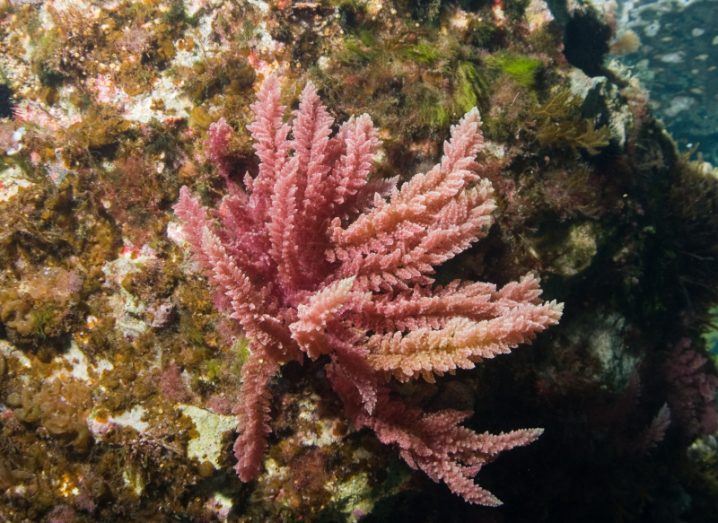 Image of red seaweed known as Asparagopsis armata underwater.