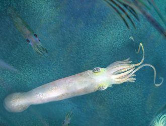 Meet the ancient vampire squid fossil named after Joe Biden