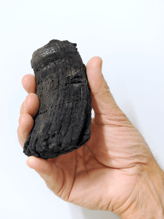 An ichthyosaur tooth fossil in a person's hand.