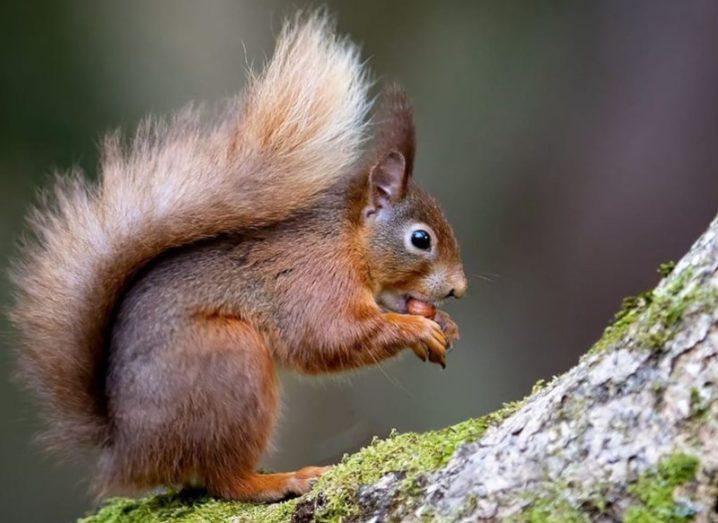 A red squirrel eating a nut standing on a moss covered tree.